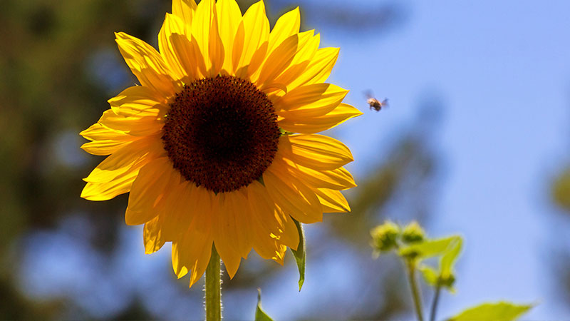 Cuidados com o Jardin no verão