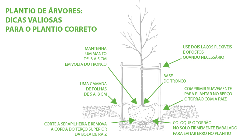 Plantio correto de árvores