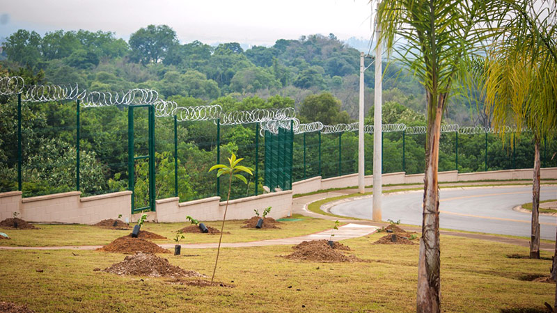 arborização urbana - projeto plantando futuro