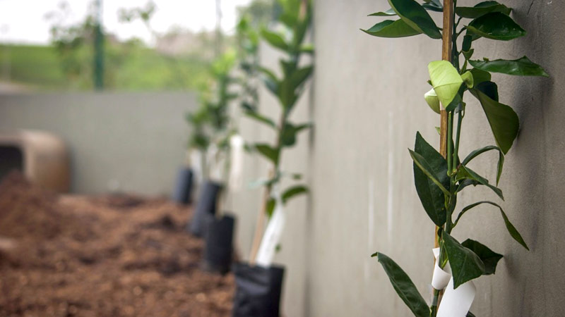 arborização urbana - projeto plantando futuro